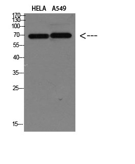 a01830 2 dct primary antibodyes wb testing 1