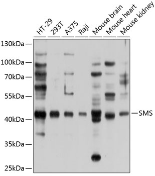Western blot analysis of extracts of various cell lines, using SMS antibody  at 1:1000 dilution