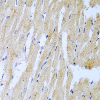 a01832 ube2l3 primary antiboties ihc testing 3