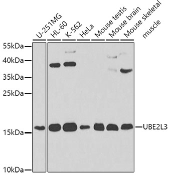 a01832 ube2l3 primary antiboties wb testing 1
