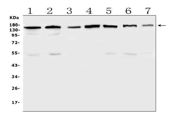  Western blot analysis of PER3 using anti-PER3 antibody (A01835-1)