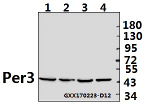 a01835 per3 primary antiboties wb testing 1