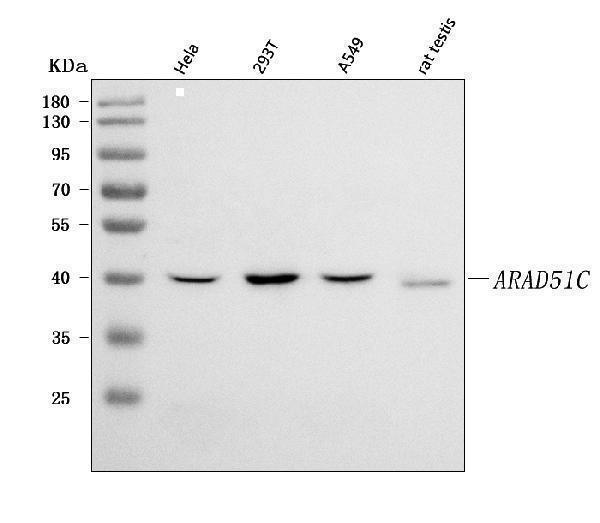 a01837 1 rad51c primary antibodies wb testing 1