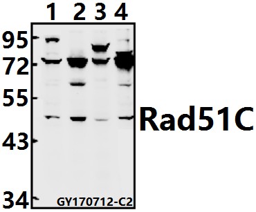 Western blot (WB) analysis of Rad51C (E185) pAb at 1:500 dilution
Lane1:H9C2 whole cell lysate(40ug)
Lane2:The Testis tissue lysate of Mouse(40ug)
Lane3:MCF-7 whole cell lysate(40ug)
Lane4:Hela whole cell lysate(40ug)