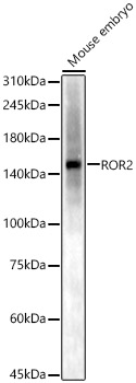 a01840 ror2 primary antiboties wb testing 1
