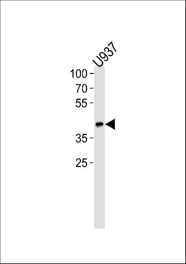 a01841 2 anti apol1 antibody wb testing 1