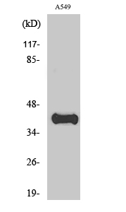 Western blotting validation for Anti-Apolipoprotein L1 ApoL1 Antibody A01841
Western Blot (WB) analysis of specific cells using ApoL1 polyclonal antibody