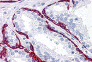 Immunohistochemistry of BMP15 in human prostate tissue with BMP15 antibody at 10 μg/mL