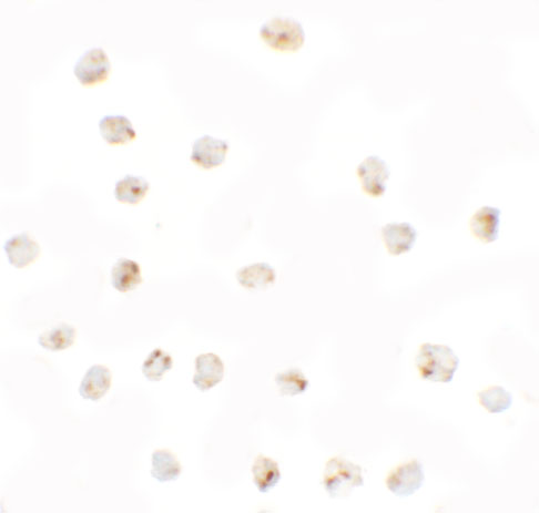 Immunocytochemistry of BMP15 in 3T3 cells with BMP15 antibody at 2