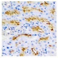 Immunohistochemical analysis of BMP15 staining in rat kidney formalin fixed paraffin embedded tissue section