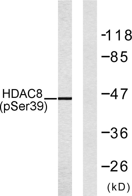 a01843s39 1 hdac8 primary antibodies wb testing 3