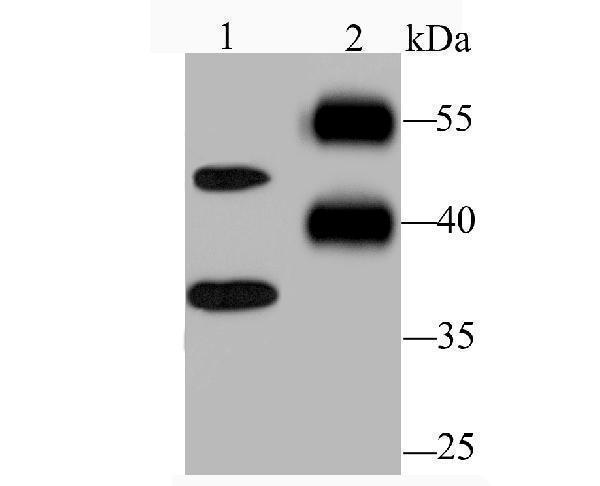 a01844 1 rtn4 primary antiboties wb testing 1