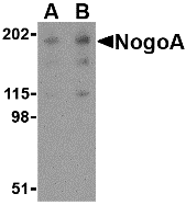 a01844 rtn4 primary antibodies wb testing 1