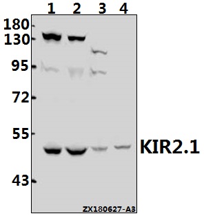 Western blot (WB) analysis of KIR2