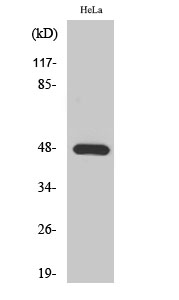 a01850 kcnj2 primary antibodies wb testing 2