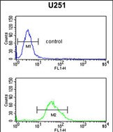 a01852 1 anti foxg1 antibody center fc testing 4