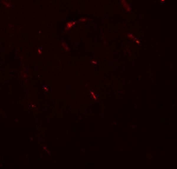 Immunofluorescence of FOXG1 in mouse brain tissue with FOXG1 antibody at 20 μg/ml