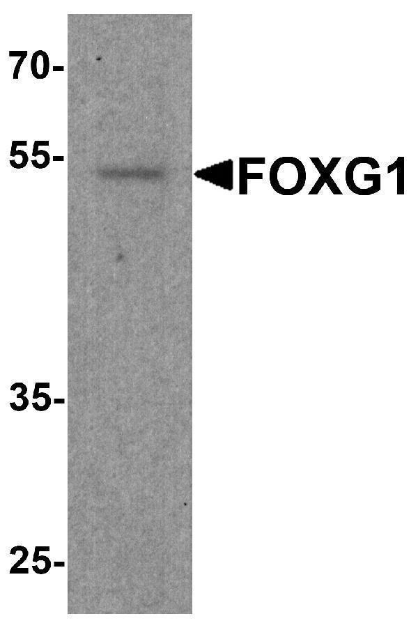 Western blot analysis of FOXG1 in rat brain tissue lysate with FOXG1 antibody at 1 μg/ml