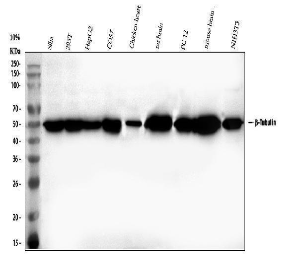 a01857 1 tubb primary antibodies wb testing 1_1