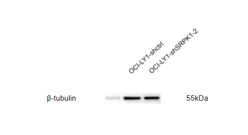 a01857 1 tubb primary antibodies wb testing 2_1