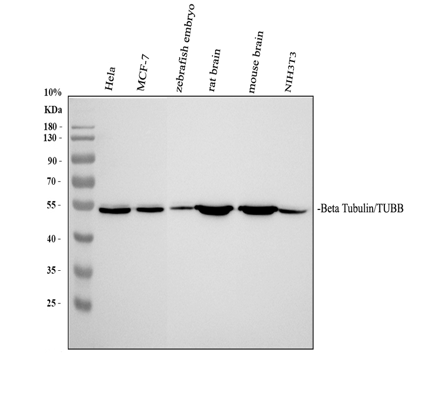 a01857 1 tubb primary antibodies wb testing 3