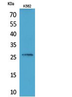 a01859 fgf16 primary antibodies wb testing 1