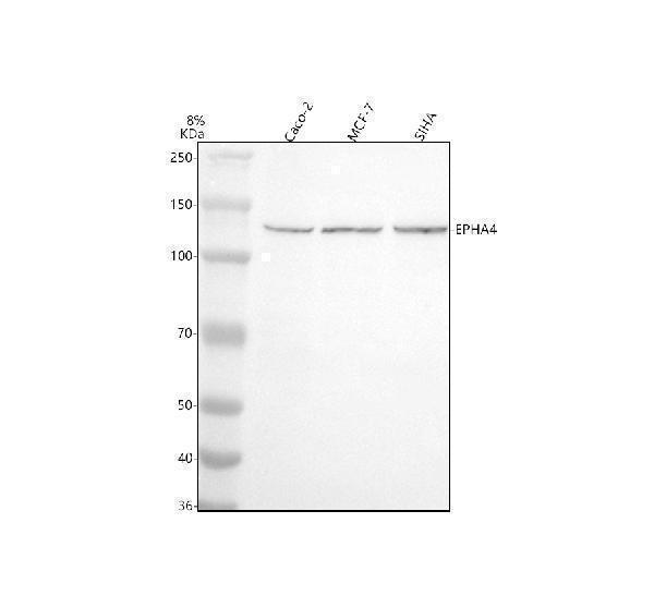  Western blot analysis of EPHA4 using anti-EPHA4 antibody (A01860-2)
