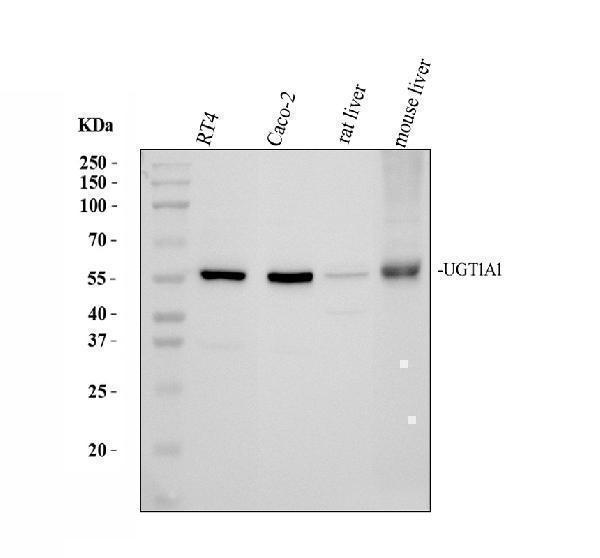 a01865 1 ugt1a1 primary antibodies wb testing 1