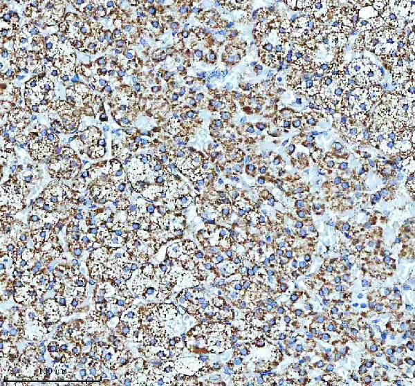  IHC analysis of GLUD1 using anti-GLUD1 antibody (A01866-3)