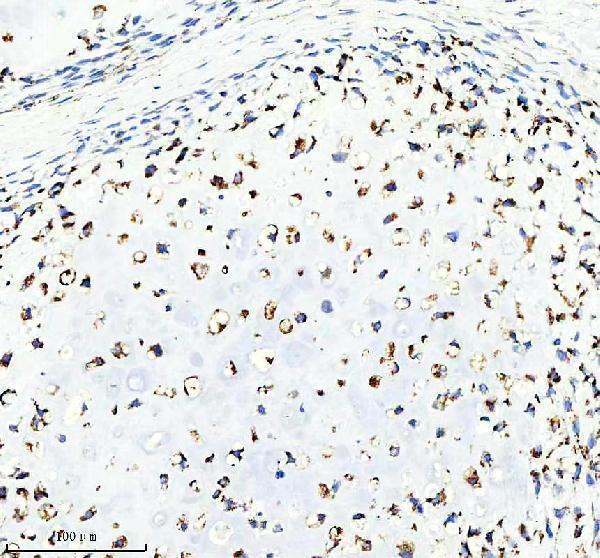 a01866 3 glud1 primary antibodies ihc testing 6