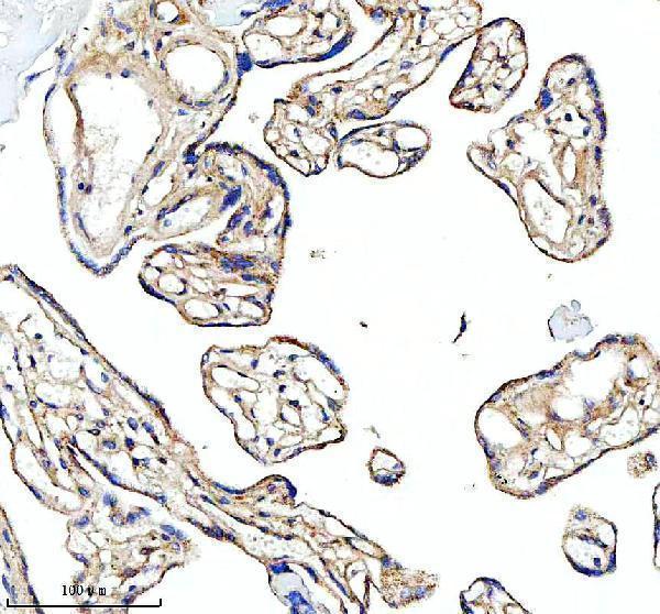 a01866 3 glud1 primary antibodies ihc testing 8