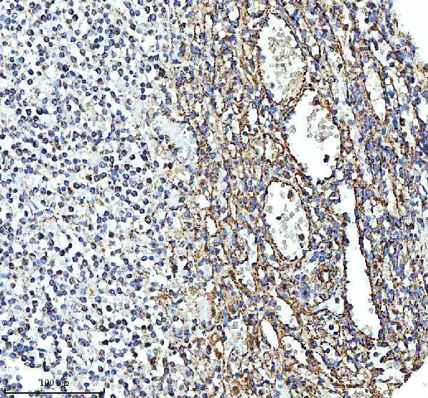 a01866 3 glud1 primary antibodies ihc testing 9