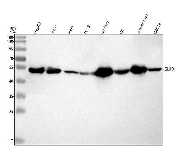  Western blot analysis of GLUD1 using anti-GLUD1 antibody (A01866-3)