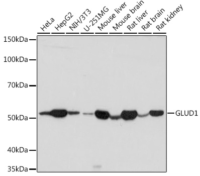a01866 glud1 primary antiboties wb testing 1