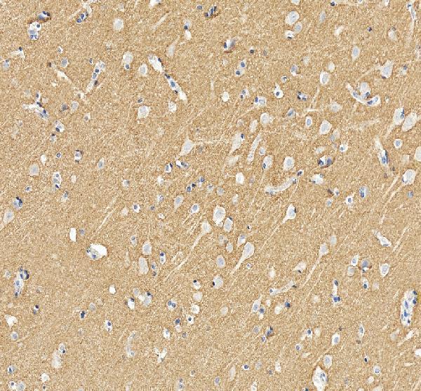 a01868 1 gap43 primary antibodies ihc testing 3