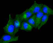 ICC staining ADIPOR1 in Hela cells (green)