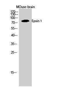 a01870 epn1 primary antibodies wb testing 1