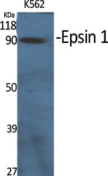 a01870 epn1 primary antibodies wb testing 2