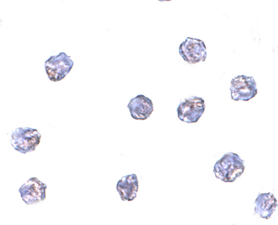 a01871 1 tmem173 primary antibodies icc testing 5
