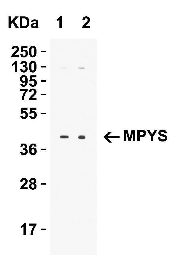 Western Blot Validation in Human THP-1 Cell Lysate
Loading: 15 μg of lysates per lane