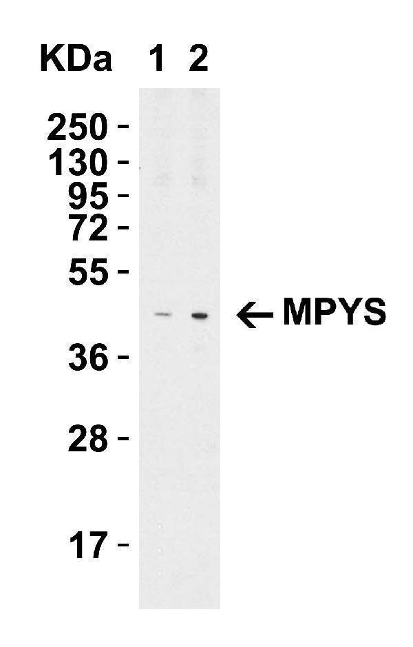 a01871 1 tmem173 primary antibodies wb testing 4