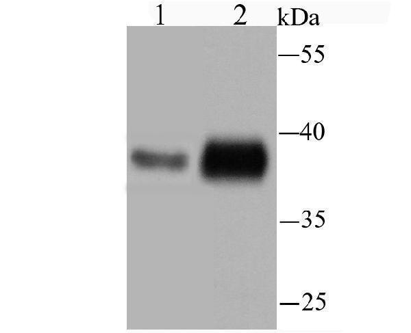 Western blot analysis of TMEM173 on U937 (1) and 293 (2) cell lysate using anti-TMEM173 antibody at 1/1,000 dilution
