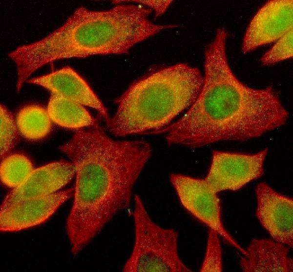 IF analysis of TMEM173/STING using anti-TMEM173/STING antibody (A01871-3) and anti-Beta Tubulin antibody (M01857-3)