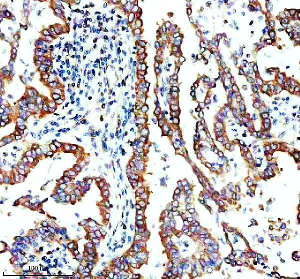 IHC analysis of TMEM173/STING using anti-TMEM173/STING antibody (A01871-3)
