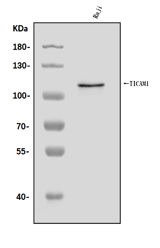  Western blot analysis of TRIF/TICAM1 using anti-TRIF/TICAM1 antibody (A01872-1)
