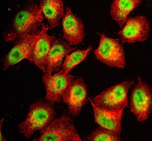 a01874 3 qki primary antibodies if testing 1