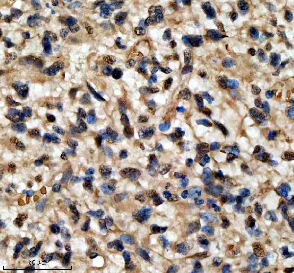a01874 3 qki primary antibodies ihc testing 1