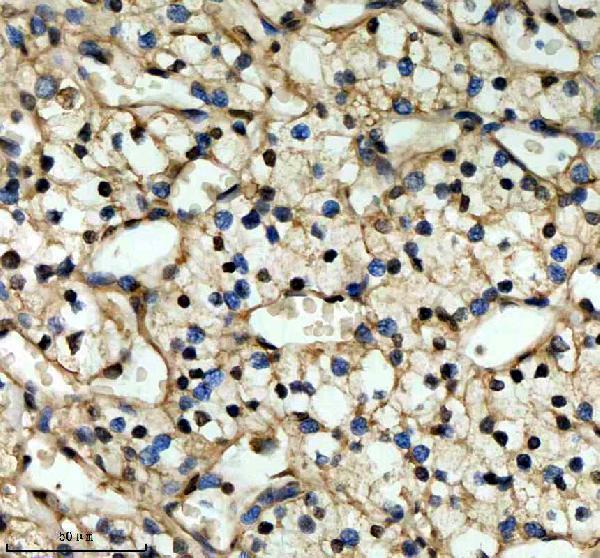 a01874 3 qki primary antibodies ihc testing 3