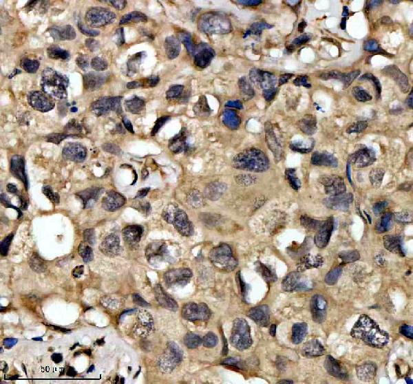a01874 3 qki primary antibodies ihc testing 4