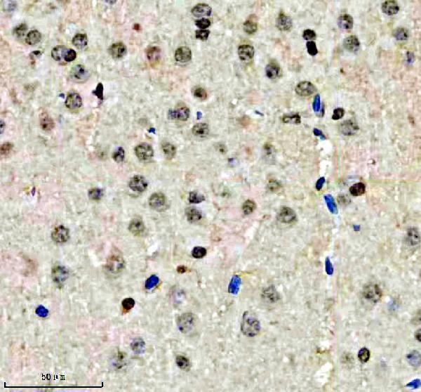 a01874 3 qki primary antibodies ihc testing 5